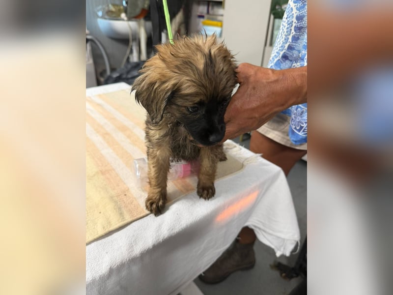 Wonderwoman, kleine Kämpferin sucht Traumzuhause
