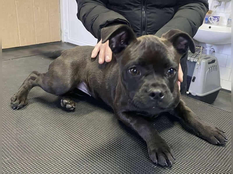 Lenda, kleine Bully-Mix Hündin sucht Traumzuhause