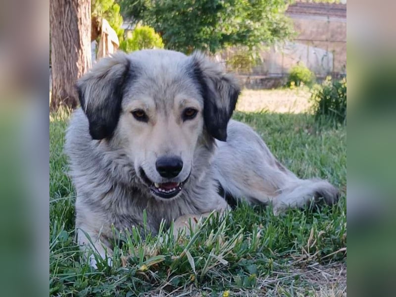 Jenni: sucht ein Zuhause / eine Pflegestelle