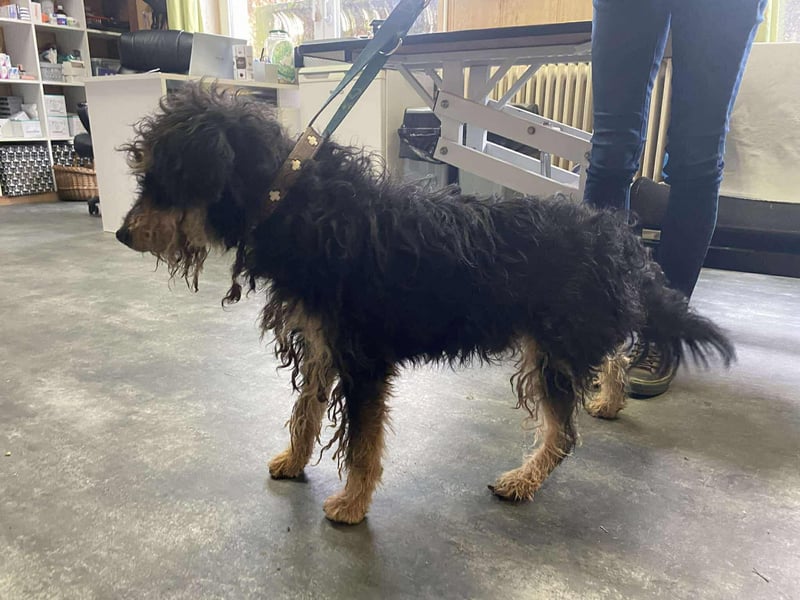 Bruno, freundlich und aktiv