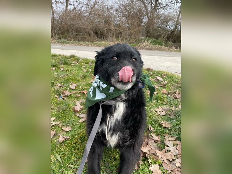 Morzsi, freundliche Seniorin sucht warmes Plätzchen
