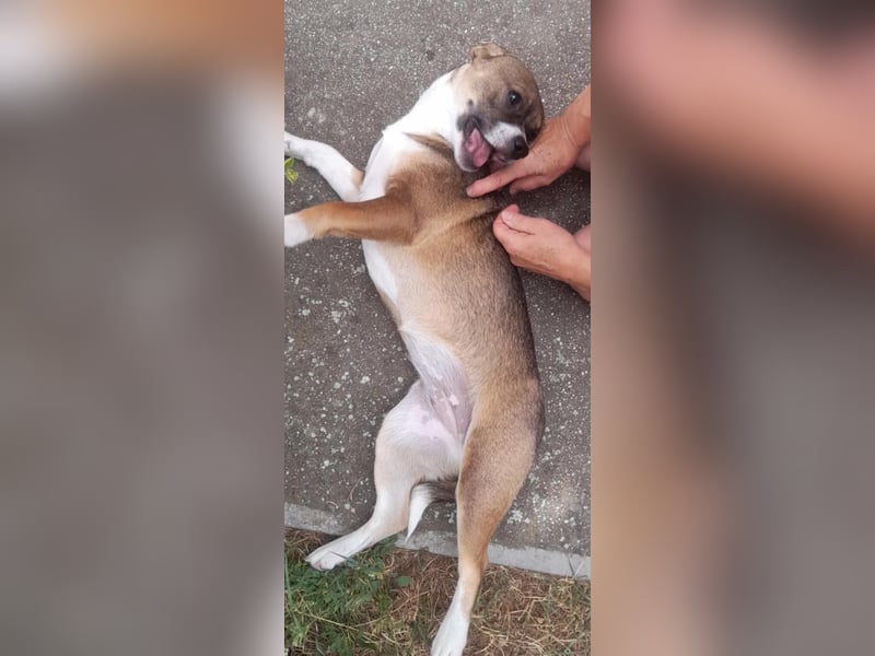 Holly, verspielt und niedlich