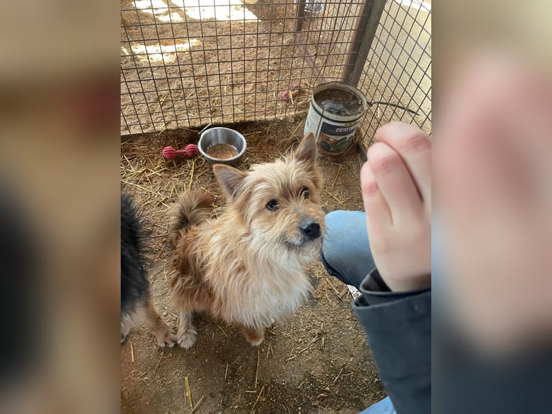 Linduska, zartes Seelchen sucht ruhiges Zuhause