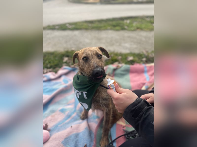 Bukta,möchte in seinem neuen Zuhause ankommen