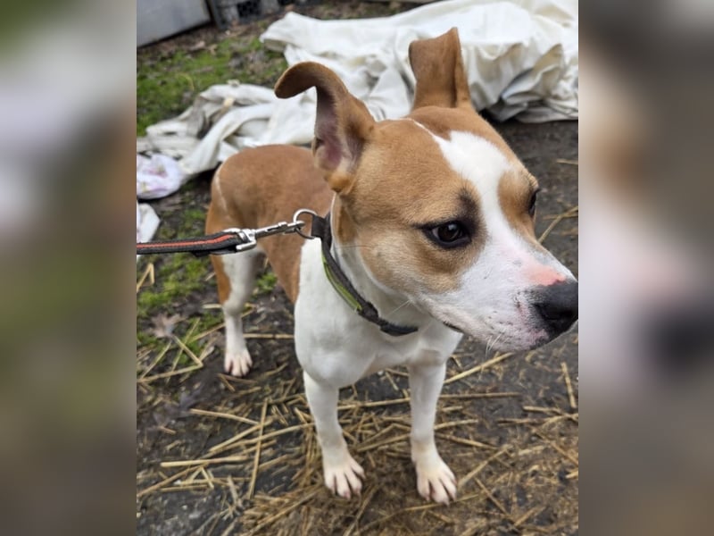 Tina, verspielt und freundlich. Vermittlung nur nach A/CH/NL oder SWE