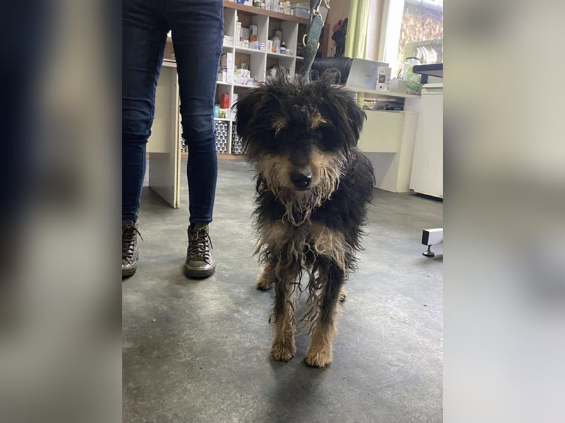 Bruno, freundlich und aktiv