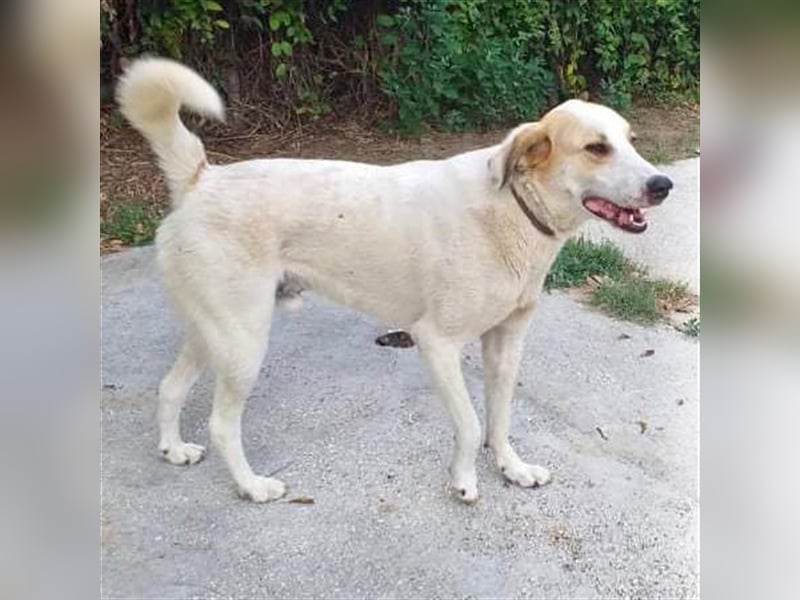 Simba- Mischlingshund sucht ein Zuhause/Pflegestelle