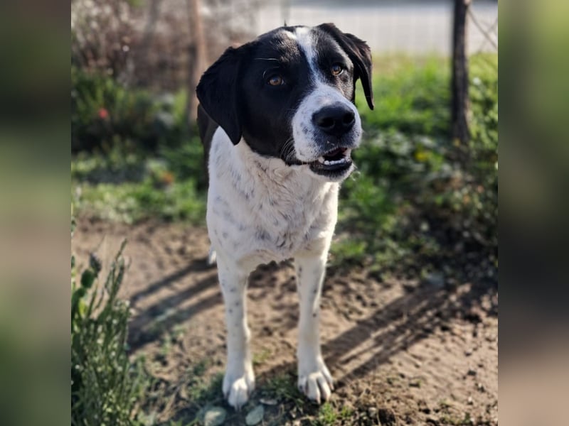 Sophia sucht ein Zuhause / eine Pflegestelle