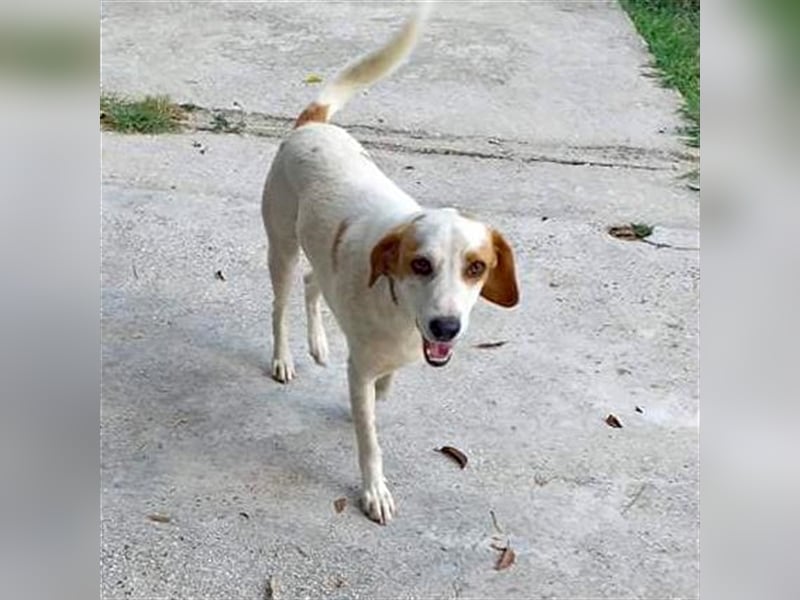 Lio- Mischlingshund sucht ein Zuhause/Pflegestelle