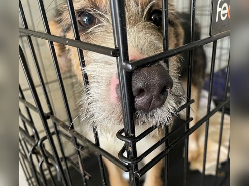 Ina, verspielt und freundlich