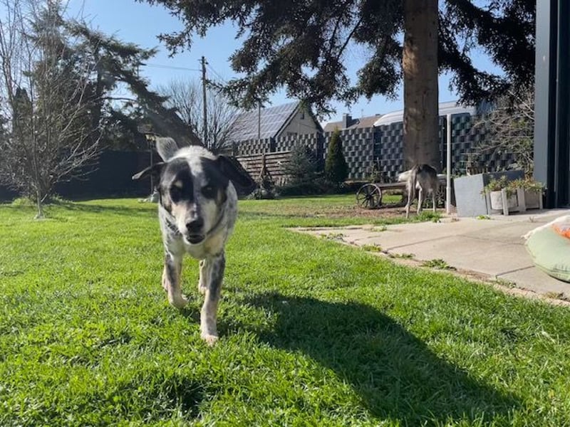 Pepsi, süßer Senior spielt noch gerne Ball