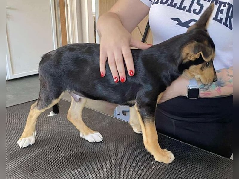 Trevor, kleiner Süssling sucht ein Zuhause