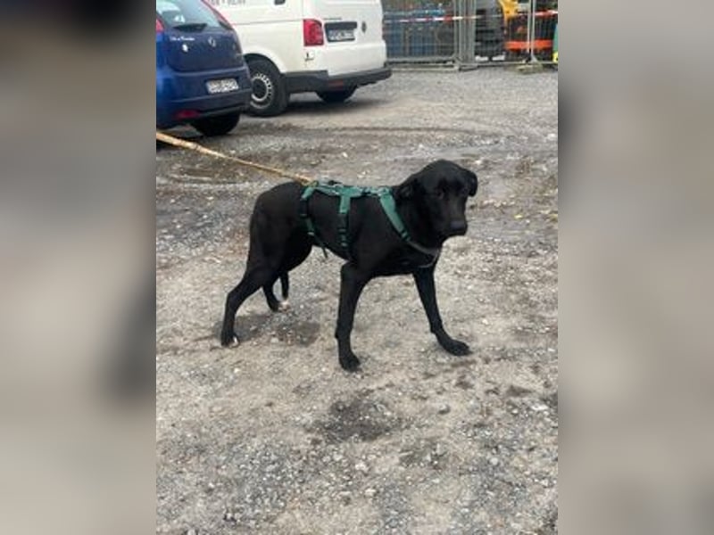 Rebeka, freut sich auf ihre Menschen auf Pflegestelle in Kerpen