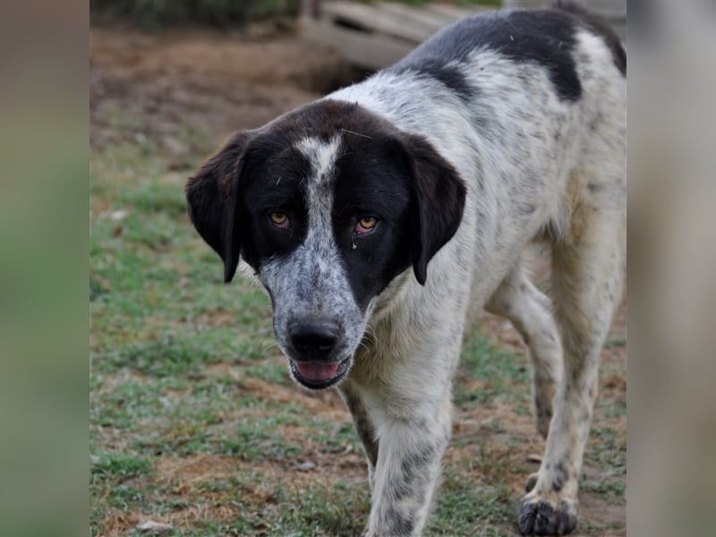 Timmy- Hirtenhund-/Jagdhund-Mischling