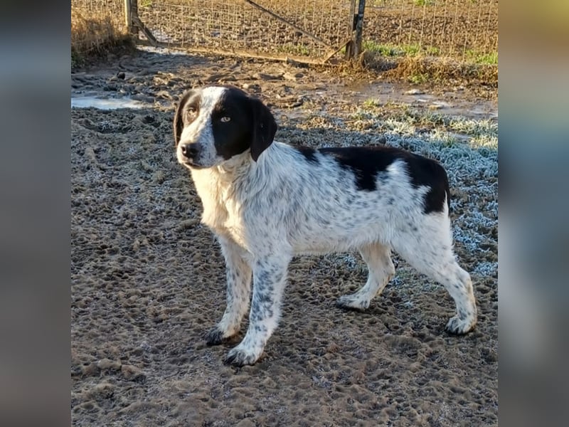 Timmy- Hirtenhund-/Jagdhund-Mischling