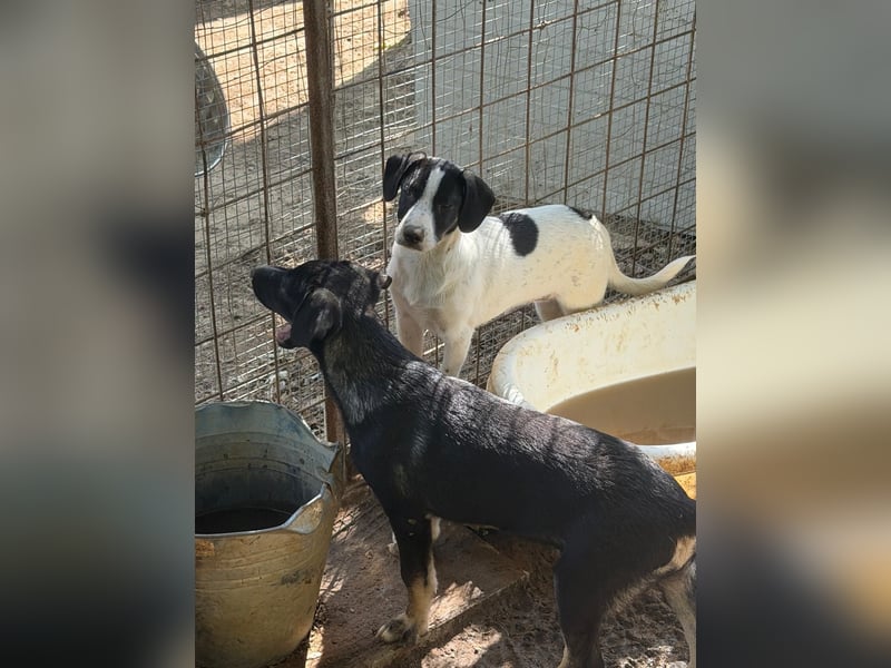 Leia, süße Maus sucht aktive Family