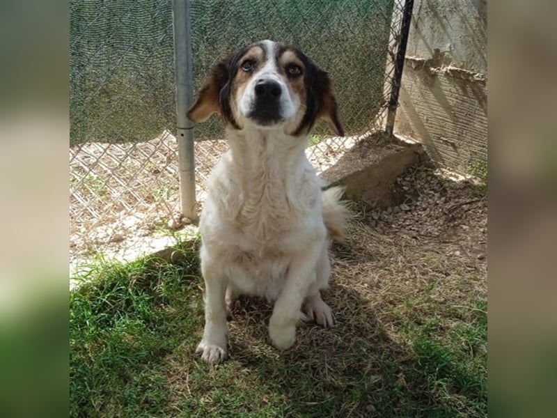 Daniela -Mischling- sucht ein Zuhause