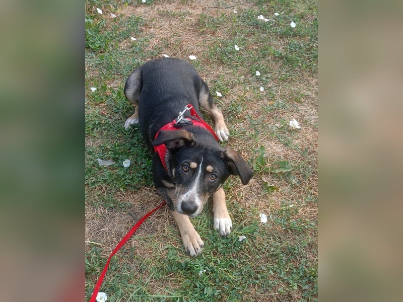Nelly sucht ein zu Hause
