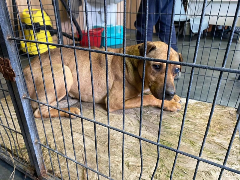 Szilva sucht ruhiges Zuhause