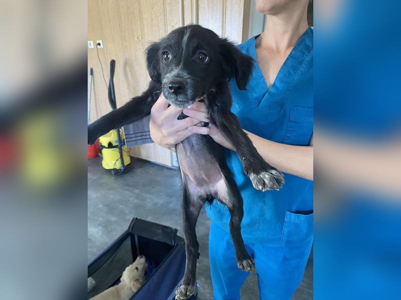 Fekete, kleine lebhafte Hündin