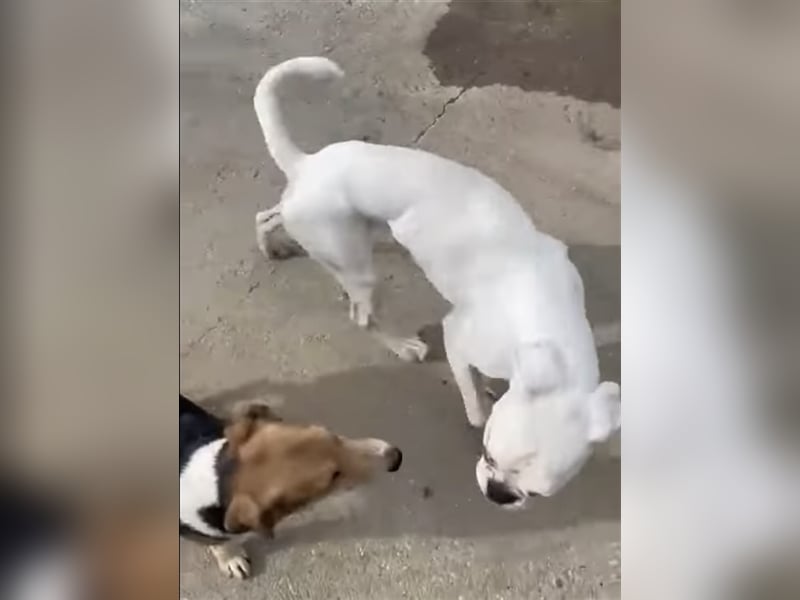 Lucky, Glück im Unglück….super lieb und freundlich