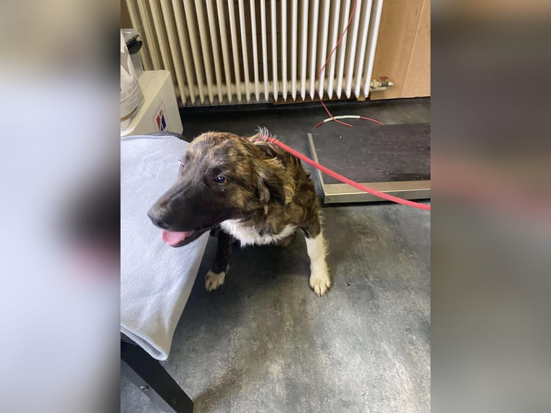 Dombi, junger Hund mit großem Herz