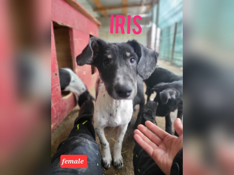 Iris, 2 ½ jähriges Mädel , ca. 45-50cm, freundlich, neugierig, lernfreudig, sozial