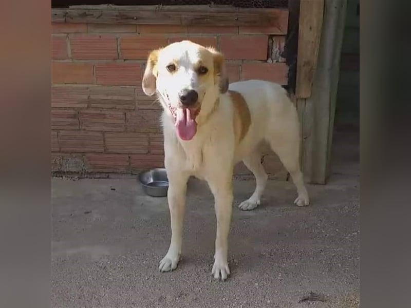 Simba- Mischlingshund sucht ein Zuhause/Pflegestelle