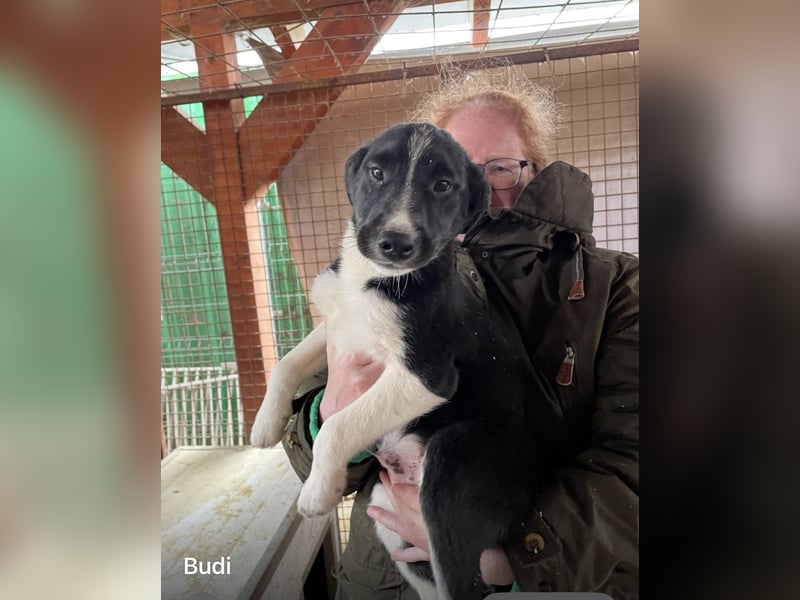 Budi sucht eine aktive Familie