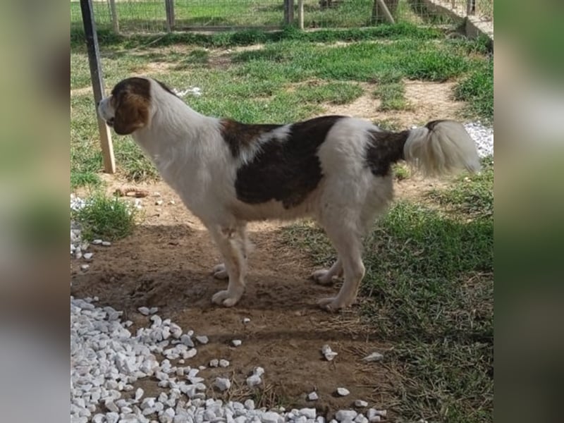 Daniela -Mischling- sucht ein Zuhause