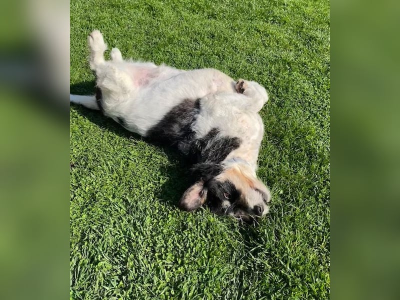 Foltina,Knutschkugel  darf auf der Pflegestelle in Zülpich besucht werden