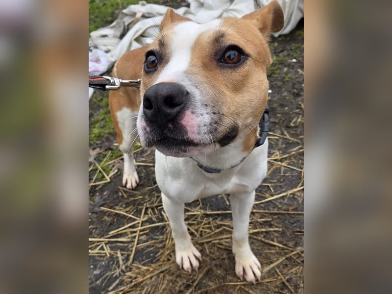 Tina, verspielt und freundlich. Vermittlung nur nach A/CH/NL oder SWE