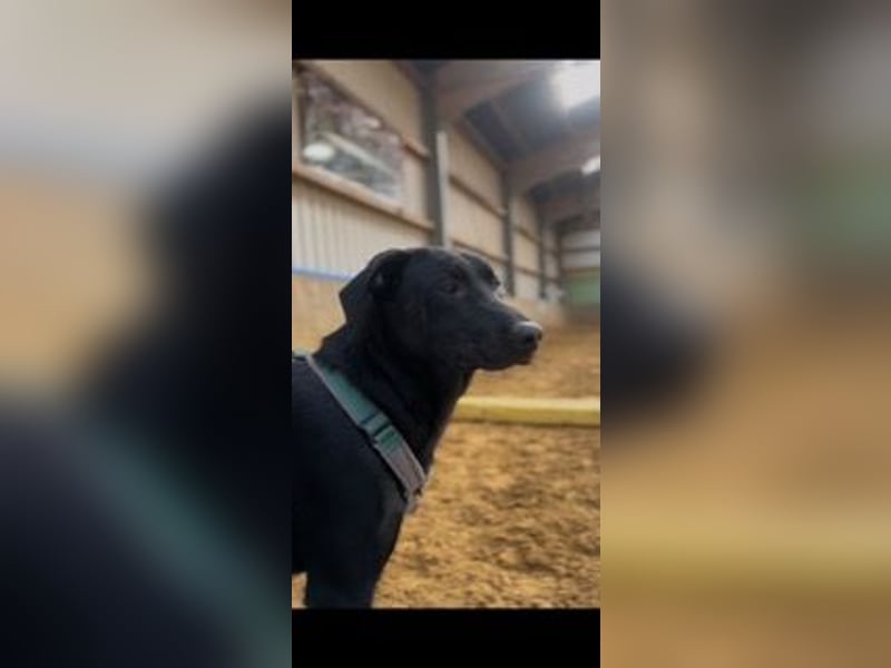 Rebeka, freut sich auf ihre Menschen auf Pflegestelle in Kerpen