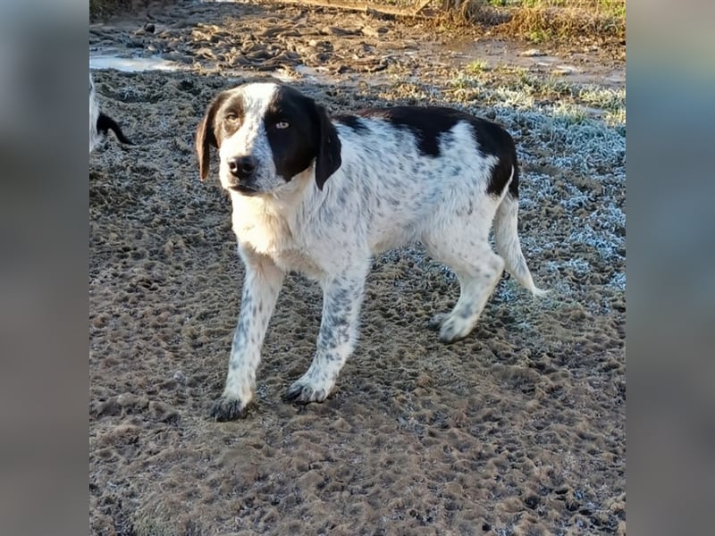 Timmy- Hirtenhund-/Jagdhund-Mischling