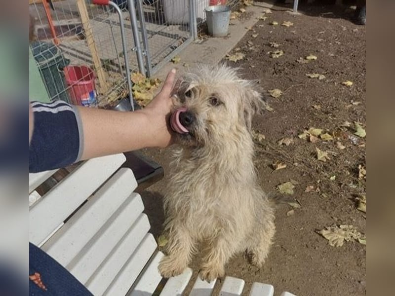 Kadarka, süß, freundlich und zutraulich