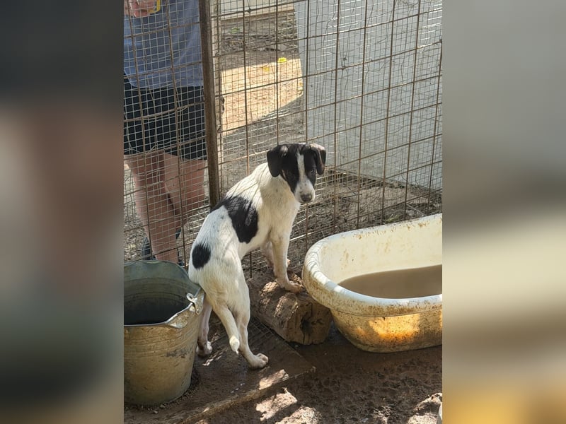Leia, süße Maus sucht aktive Family