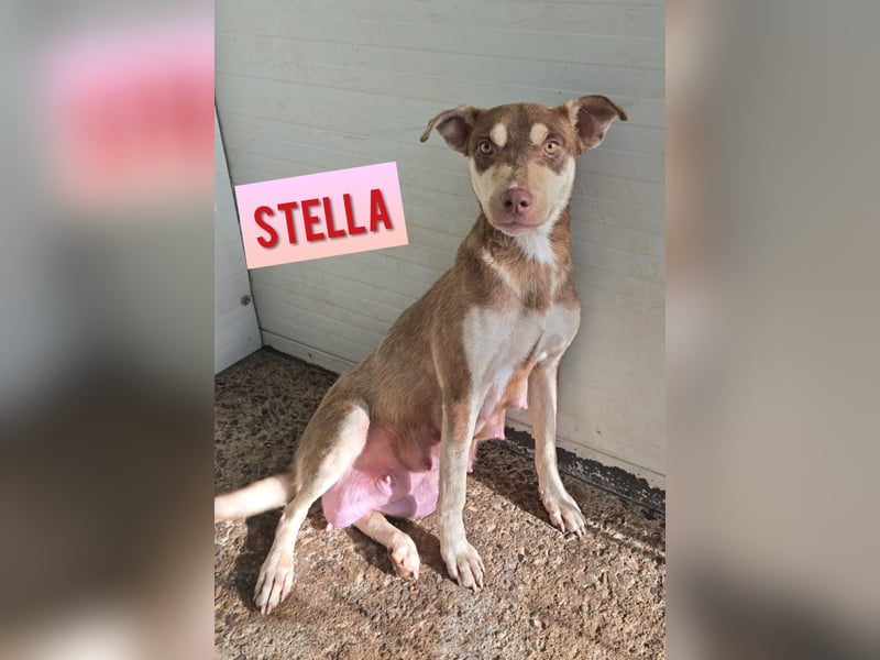 Stella, Mädel,1 ½ Jahre, ca. kniehoch, wird offener, ist ein bisschen vorsichtig bei Menschen