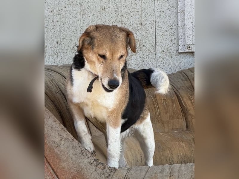 Lucky, Glück im Unglück….super lieb und freundlich