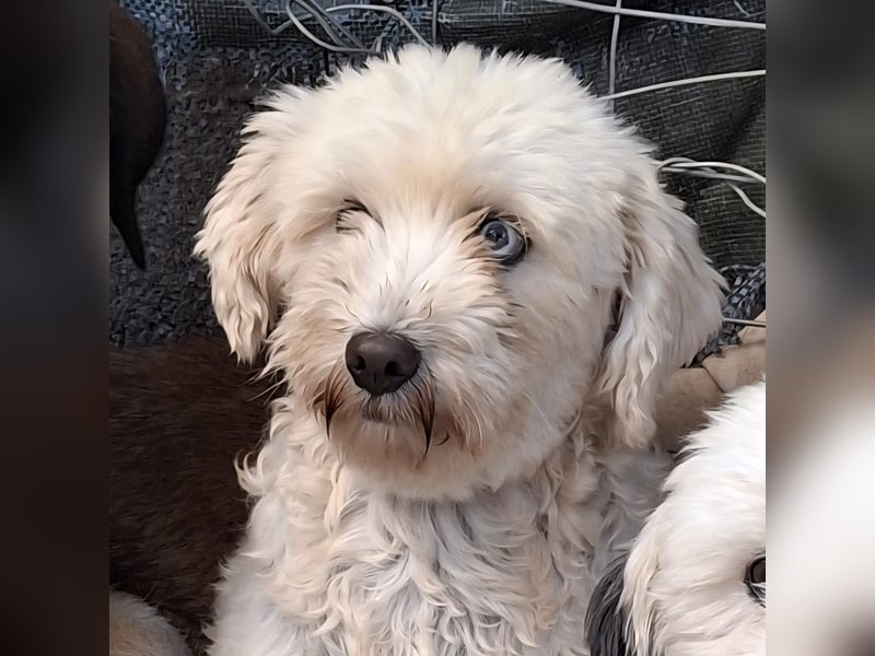 Chioni-sucht ein Zuhause / eine Pflegestelle