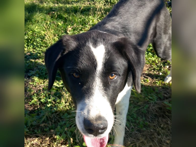 Sophia sucht ein Zuhause / eine Pflegestelle