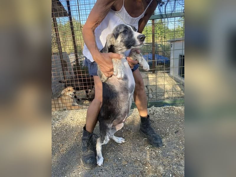 Nathan, aktiv und verspielt