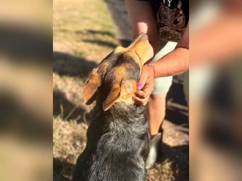 Trevor, kleiner Süssling sucht ein Zuhause