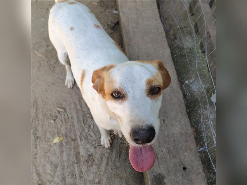 Lio- Mischlingshund sucht ein Zuhause/Pflegestelle