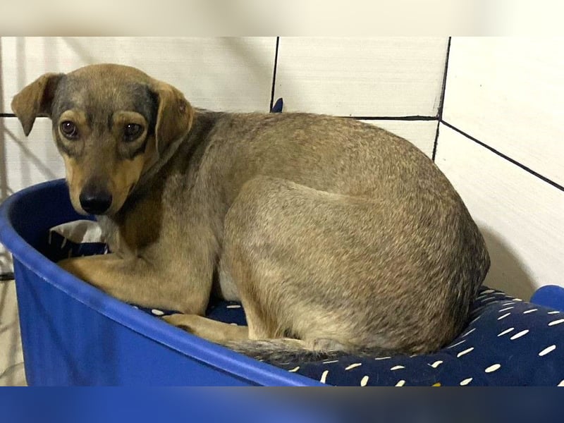 Henny, 4 ½ jährige Hündin, SH ca. kniehoch, zurückhaltend, ruhig, sozial