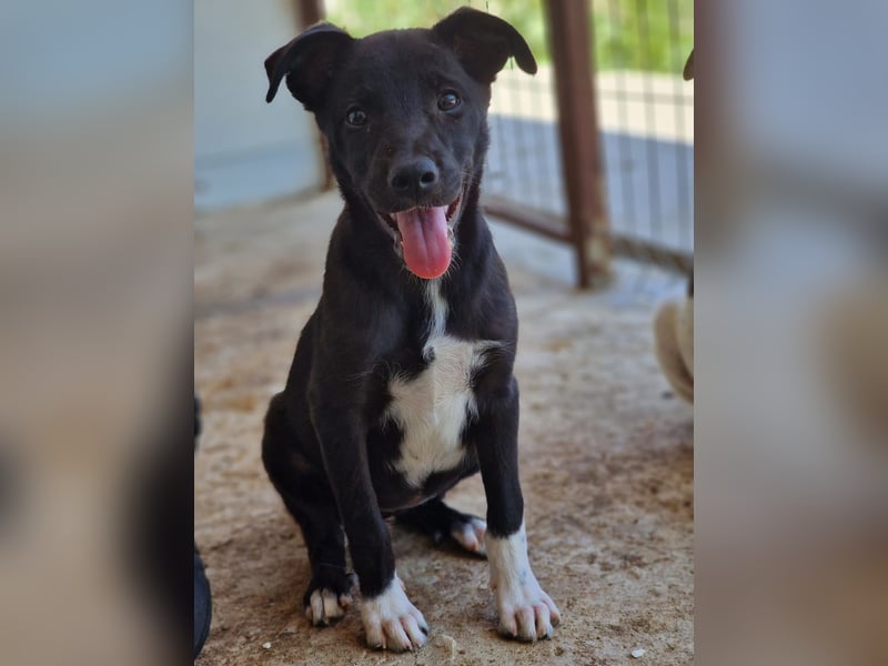 Vila, 3-jähriges Hundemädchen,  ca. kniehoch, neugierig, sozial, verspielt)