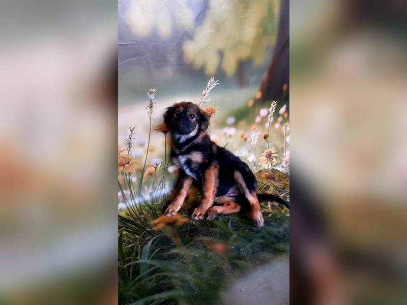 Elea sucht ihr zu Hause