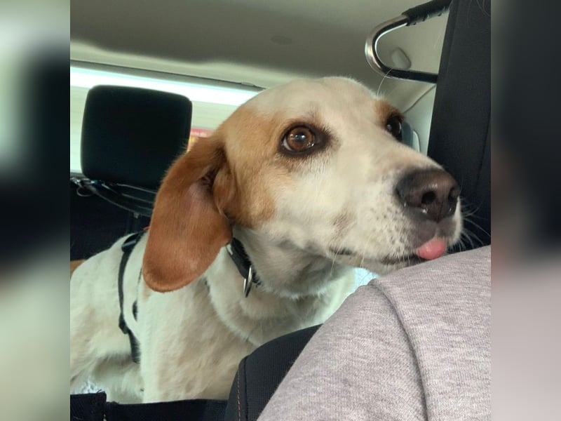 Lio- Mischlingshund sucht ein Zuhause-vorgemerkt