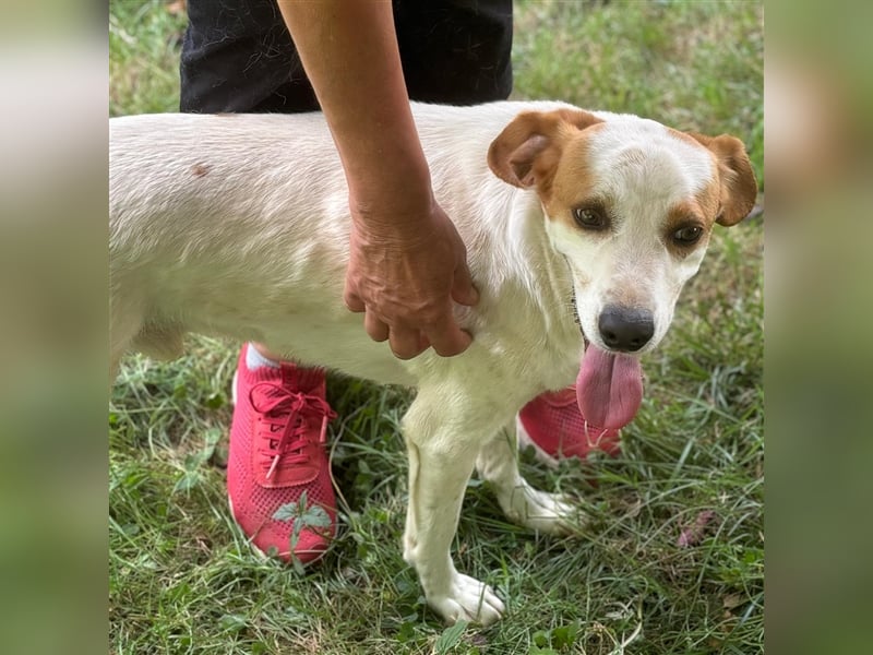 Lio- Mischlingshund sucht ein Zuhause/Pflegestelle