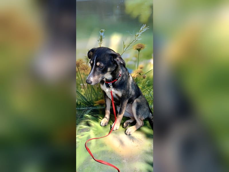 Nelly sucht ein zu Hause
