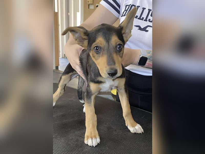 Trevor, kleiner Süssling sucht ein Zuhause